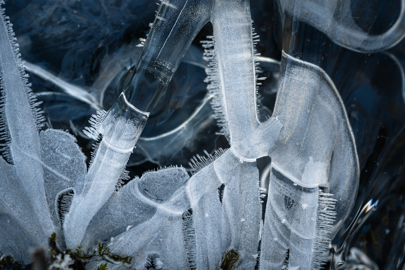 winter macro ice landscape photography Nature water abstract leaves texture Macro Photography