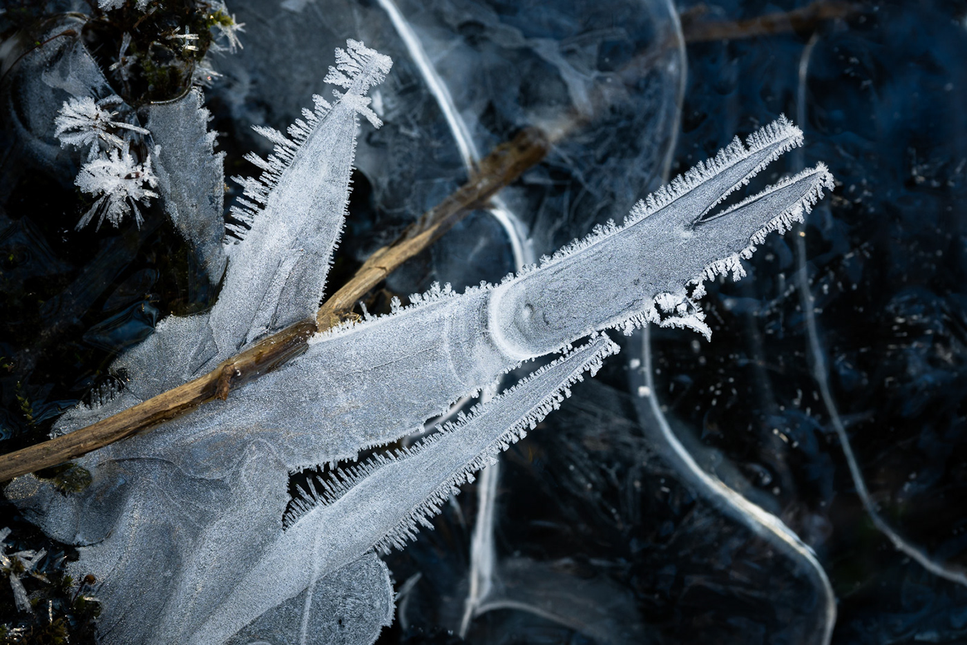 winter macro ice landscape photography Nature water abstract leaves texture Macro Photography