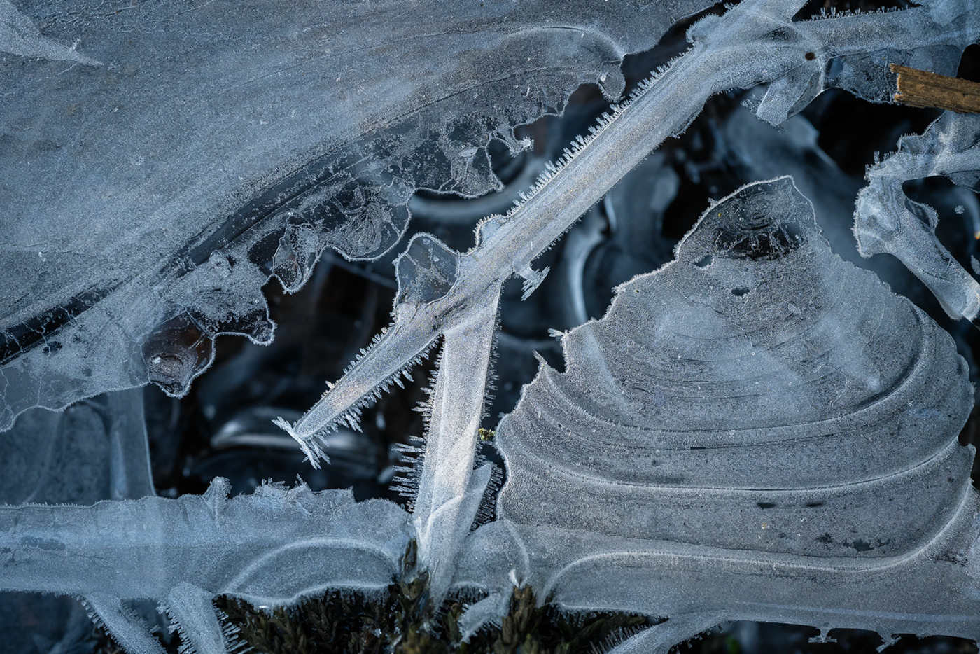 winter macro ice landscape photography Nature water abstract leaves texture Macro Photography