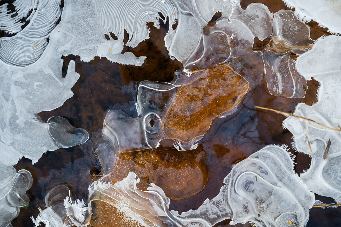 winter macro ice landscape photography Nature water abstract leaves texture Macro Photography