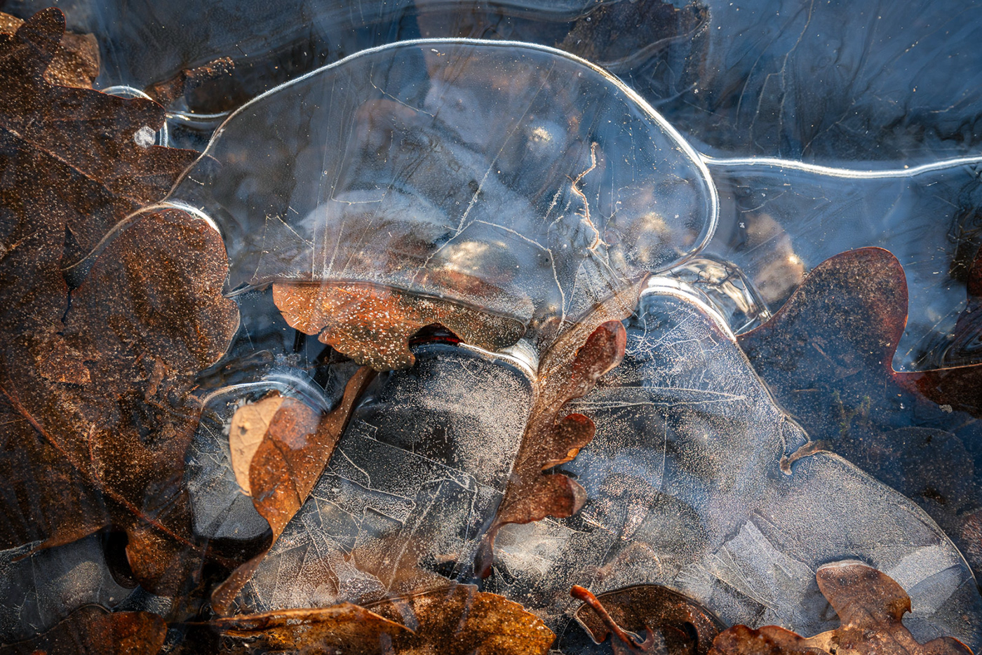 winter macro ice landscape photography Nature water abstract leaves texture Macro Photography