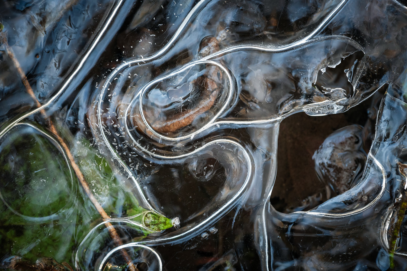 winter macro ice landscape photography Nature water abstract leaves texture Macro Photography