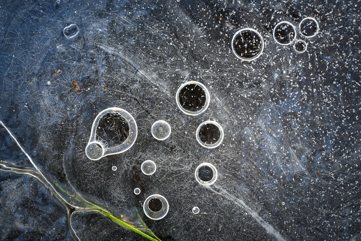 winter macro ice landscape photography Nature water abstract leaves texture Macro Photography